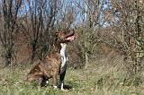 AMSTAFF ADULT 125